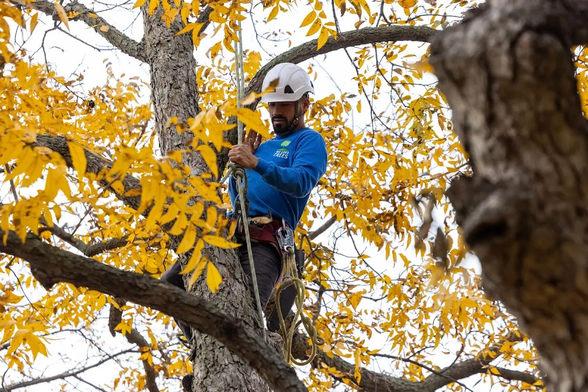 Skilled Storm Damage Cleanup crew working in Xenia